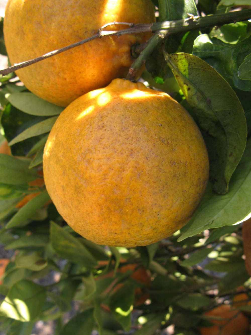              Fruit (Winter Haven, FL)       